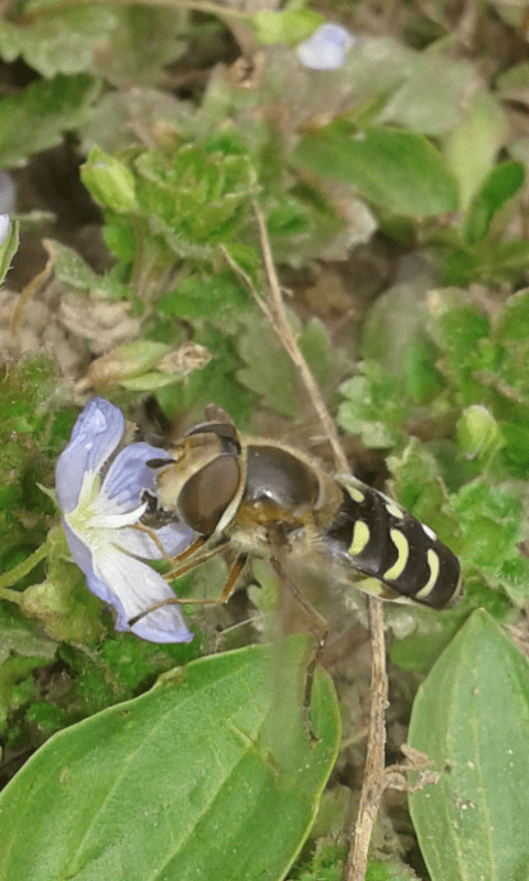 Syrphidae : Scaeva selenitica
